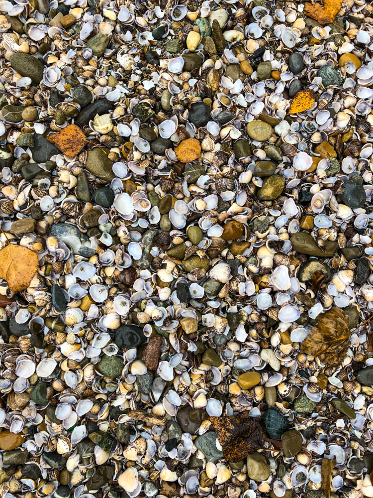 Eine Ansammlung von Muscheln am Bodenseestrand