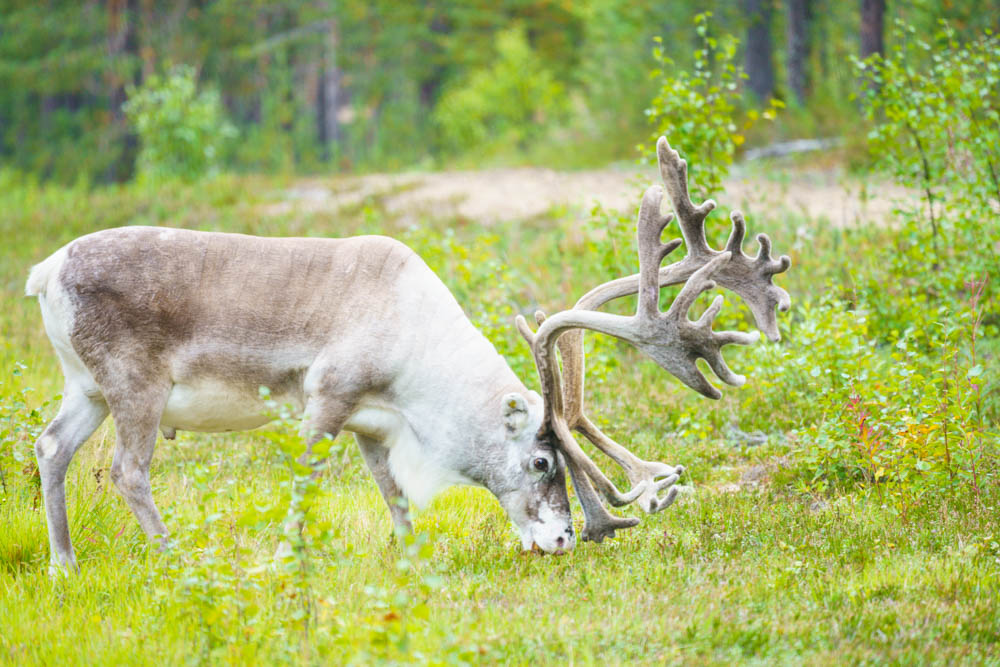 Rentier steht in grüner Umgebung. Lappland, Finnlands Norden