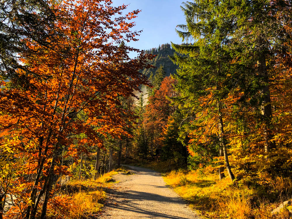 Deutsche Alpen - Waldweg zu Halserspitze in herbstlich bunten Farben.