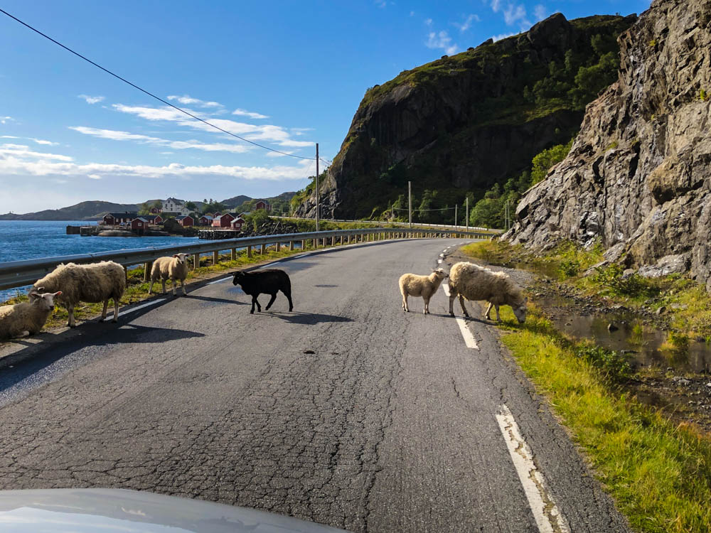 Lofoten, Schafe auf der Straße verzögern die Weiterfahrt.