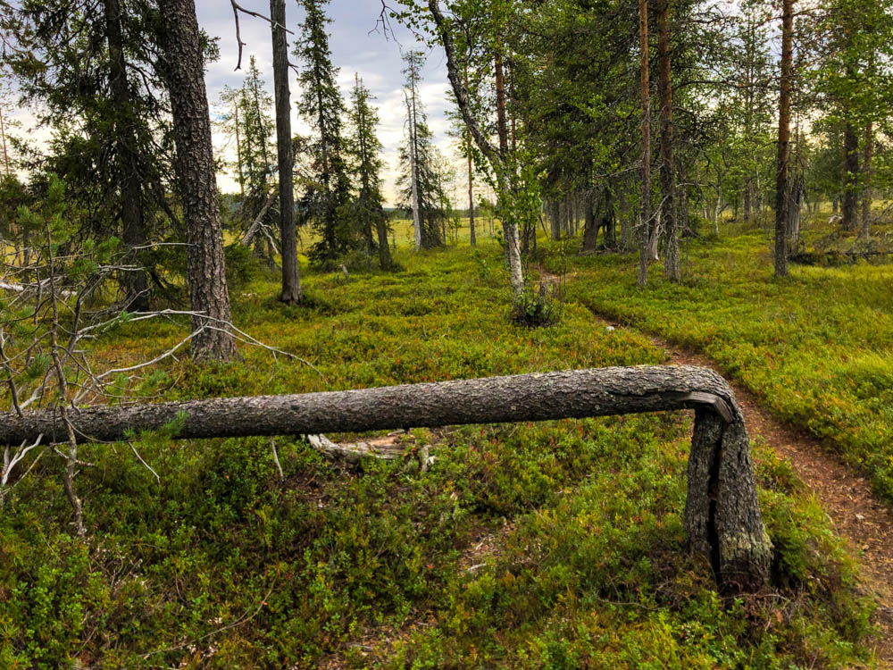 Im Luosto Nationalpark in Lappland sieht man öfters Bäume die einfach umgeknickt sind. Die Zweige sind meistens noch grün. Solch ein Baum ist im Bild am Wegesrand zu sehen.