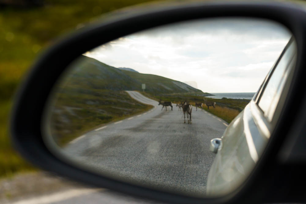 Mehrere Rentiere laufen über die Straße. Das Bild ist durch den linken Außenspiegel des Autos aufgenommen und man sieht die Tiere im Spiegel stehen.
