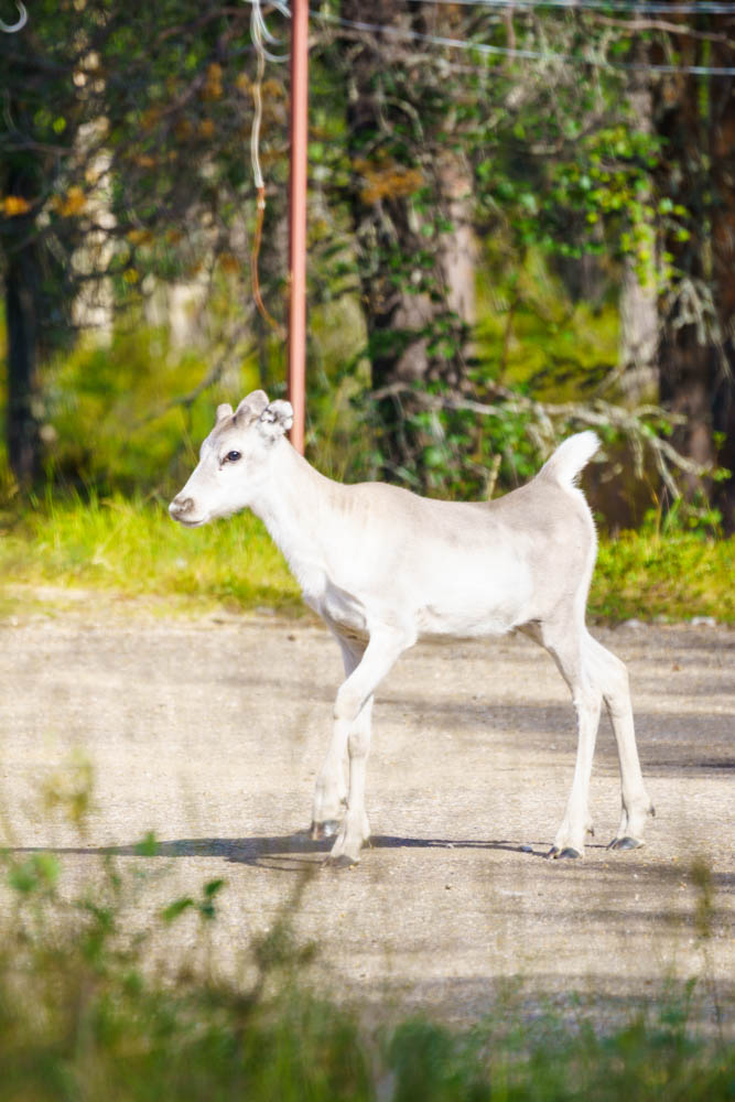 Nahaufnahme eines jungen Rentier im Tankavaara Nationalpark. Das Tier hat kein Geweih und das Fell ist weiß.