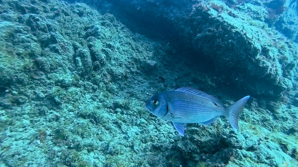 Es schwimmt ein großer blaue Fisch durch das Bild. Im Hintergrund ist der felsige Meeresgrund zu sehen. Wassersport im Süden von Fuerteventura - hier Tauchen