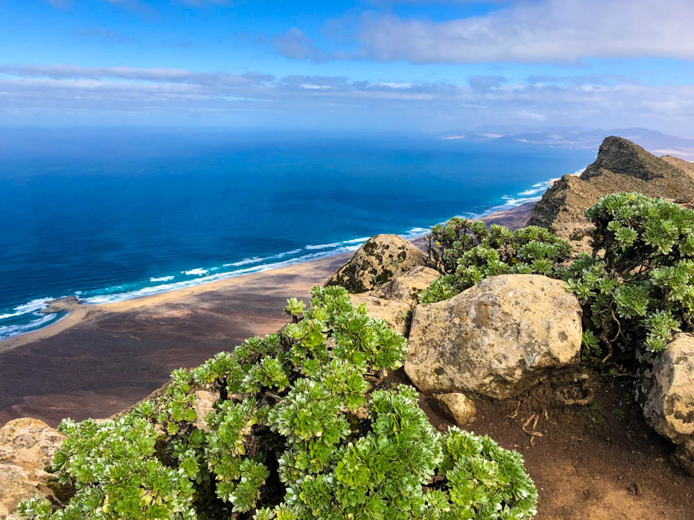 Ausblick von Gipfel Pico de la Zarza. Im Vordergrund sind grüne Büsche und es ist ein kilometerlanger Strand zu sehen. Der Atlantik erstreckt sich auf der linken Seite des Bildes. Wanderung Fuerteventura