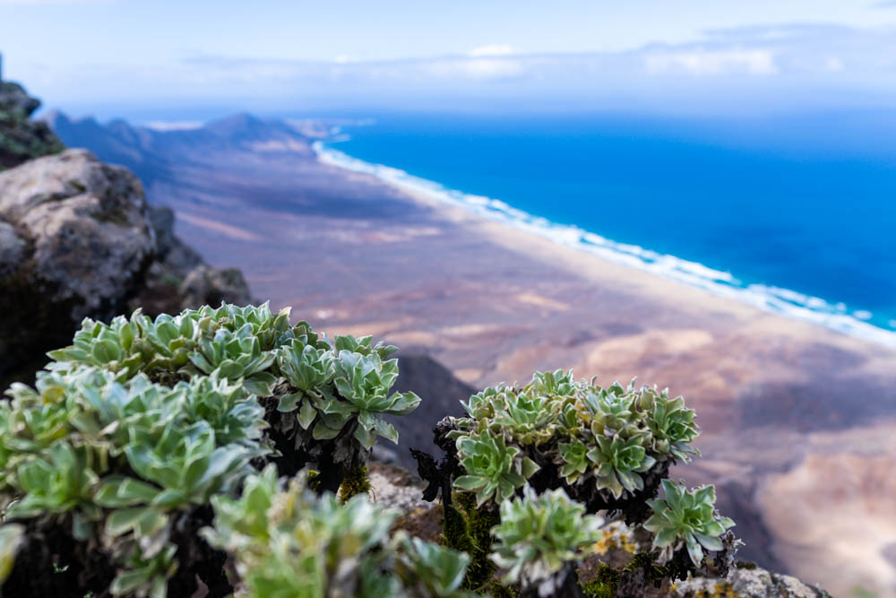 Ausblick von Pico de la Zarza. Fokussiert sind auf dem Bild ein paar grüne Büsche im Vordergrund, der Hintergrund mit einem langen Strand sowie dem Atlantik sind dabei unscharf. Wanderung Fuerteventura