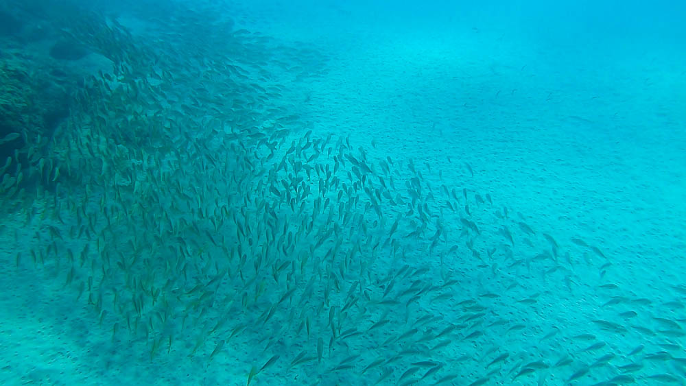 Ein großer Schwarm von Fischen im türkisen Wasser. Auszeit auf Fuerteventura kan man auch unter Wasser geniesen.
