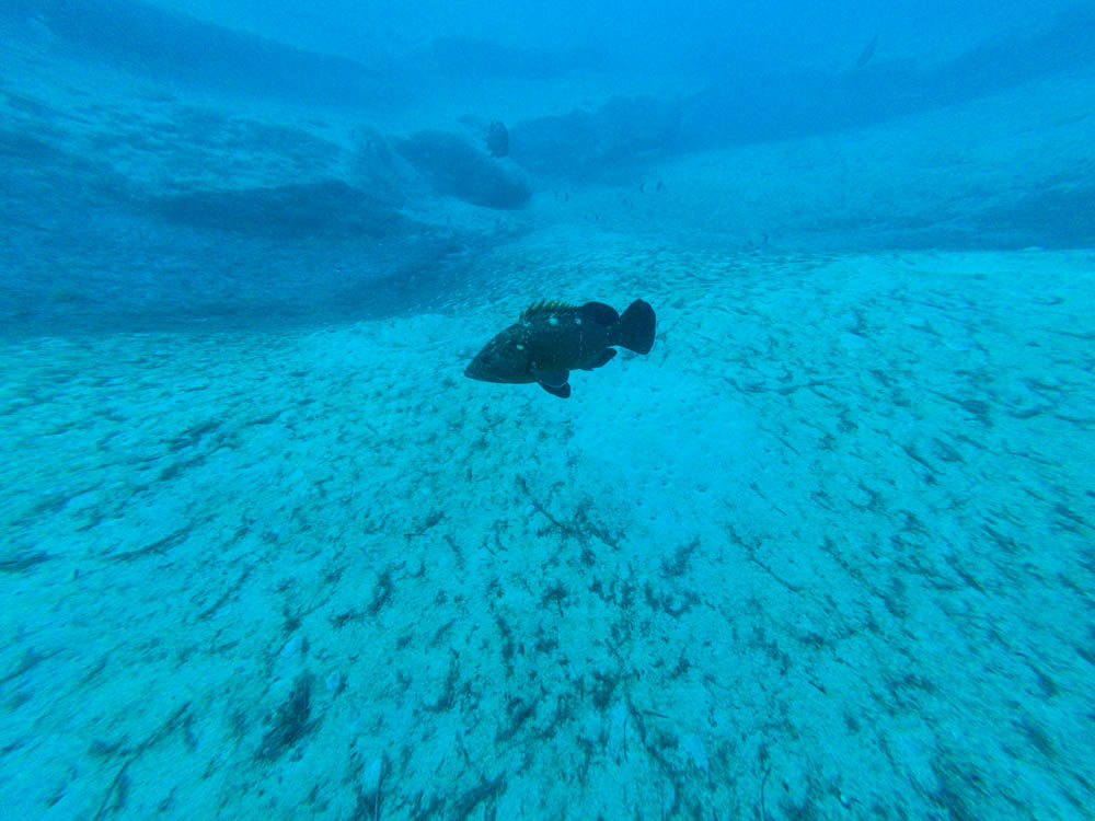Ein großer Zackenbarsch schwimmt über den sandigen Meeresboden.