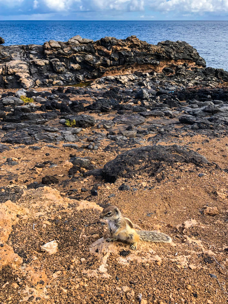Ein Atlashörnchen sitzt im Vordergrund im Bild. Dahinter ist die steinige Küste und der Atlantik zu sehen.