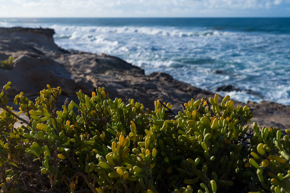 Aufnahme von einem grünen Busch, was selten an der trockenen Küste vorkommt. Im Hintergrund ist verschwommen die Küste un der Atlantik zu erkennen.