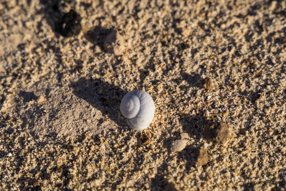 Eine Muschelschnecke liegt im Sand. Das ganze ist eine Nahaufnahme und nur die weiße Muschel ist zu sehen.