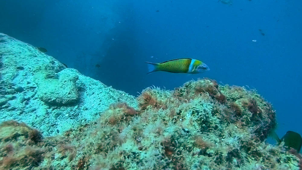 Ein Meerpfau schwimmt am großen Riff. Im Vordergrund ist der Meeresboden zu sehen, im Hintergrund das blaue Wasser. Der bunte Fisch hebt sich von dem blauen Kontrast stark ab. Wassersport im Süden von Fuerteventura - Tauchaufnahme