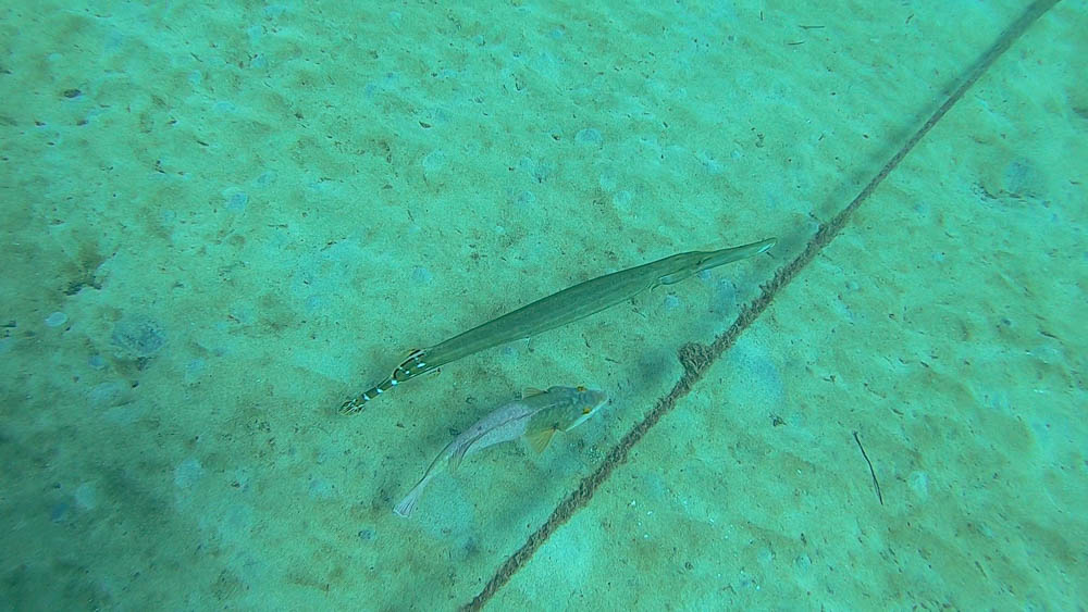 Ein Trompetenfisch und ein Papageifisch schweben am Meeresgrund neben einem dicken Ankertau. Das Bild ist von oben beim Tauchen aufgenommen. Wassersport im Süden von Fuerteventura