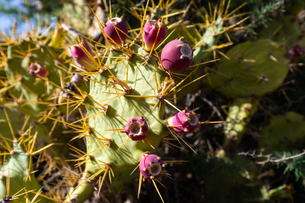 Detailaufnahme von einem Kaktus mit langen stacheln und roten reifen Kaktusfeigen.