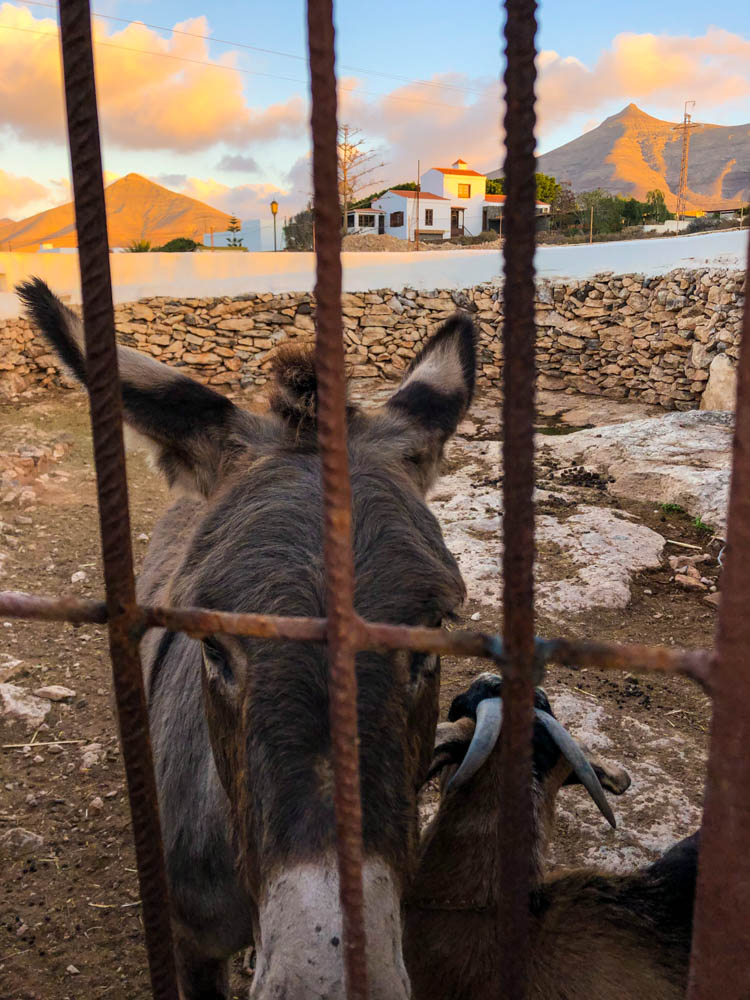 Ein Esel und eine Ziege schauen in die Kamera. Das ganze wurde durch den Zaun des Gehege aufgenommen.