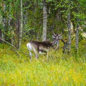 Lappland, Finnlands Norden: Es steht ein Rentier in einem Wald- und Wiesenstück und schaut in die Kamera