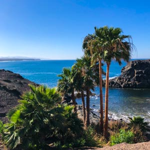 Weihnachten unter Palmen - Es sind ein paar Palmen direkt am Meer zu sehen sowie eine steinige Küste. Fuerteventura im Winter