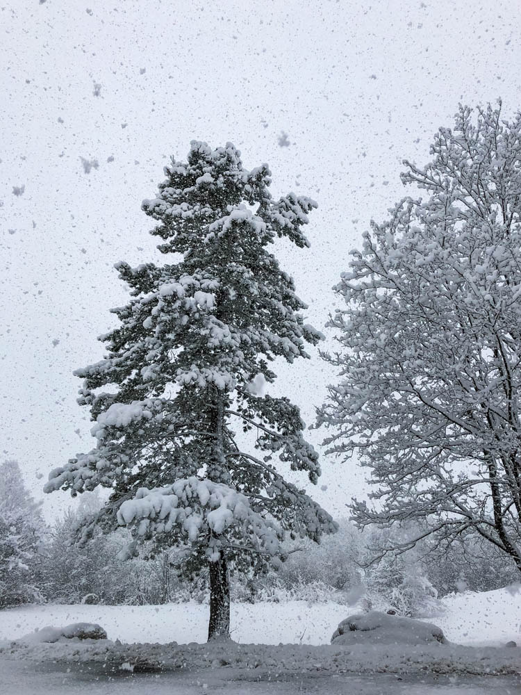 Parkplatz in Farchant. Es ist ein großer Nadelbaum der kmplett mit Schnee bedeckt ist zu sehen. Die Äste hängen schwer nach unten. Es schneit so stark, dass die dicken Flocken auf dem Bild zu sehen sind.