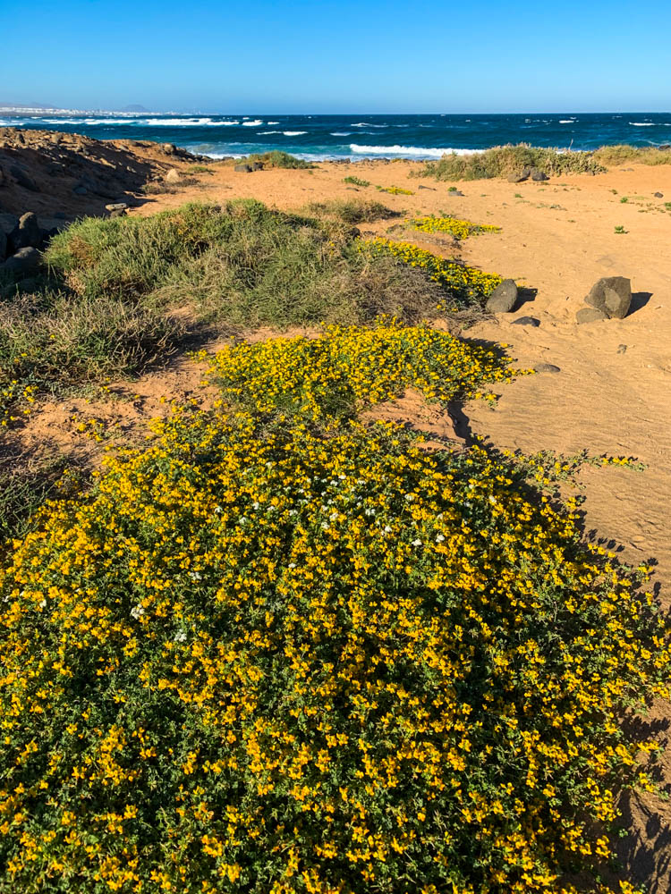 Es ist eine Wiese voller gelber und weißer Blumen zu sehen. Im Hintergrund ist der Atlantik. Die Blumen konnten wegen des Regens auf Fuerteventura wachsen.