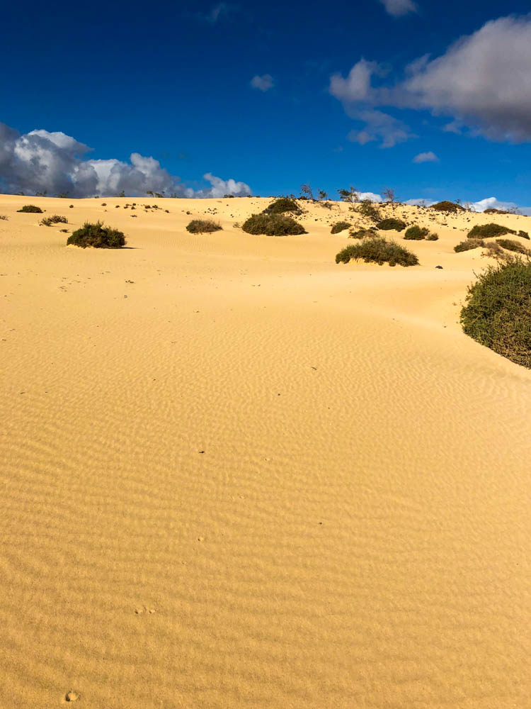 Düne im Naturpark in Corralejo. Der Sand ist gelb und der Wind hat ein Wellenmuster im Sand hinterlassen. Vereinzelt wachsen grüne kleine Sträucher auf dem Sand.