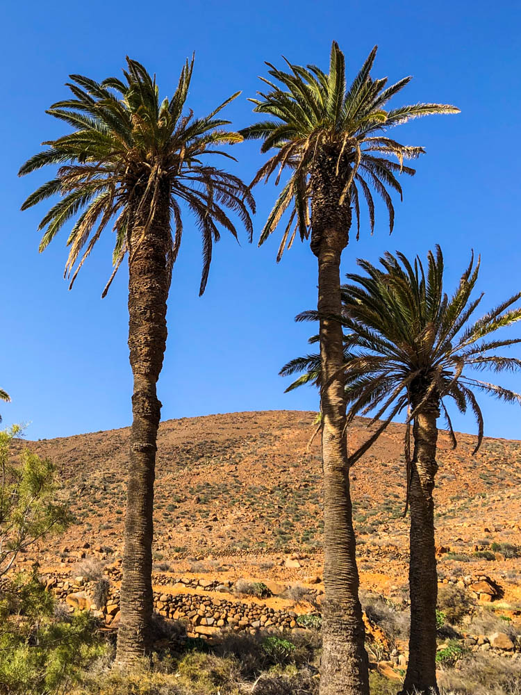 Aufnahme von drei großen Palmen im Tal von Barranco de las Penitas