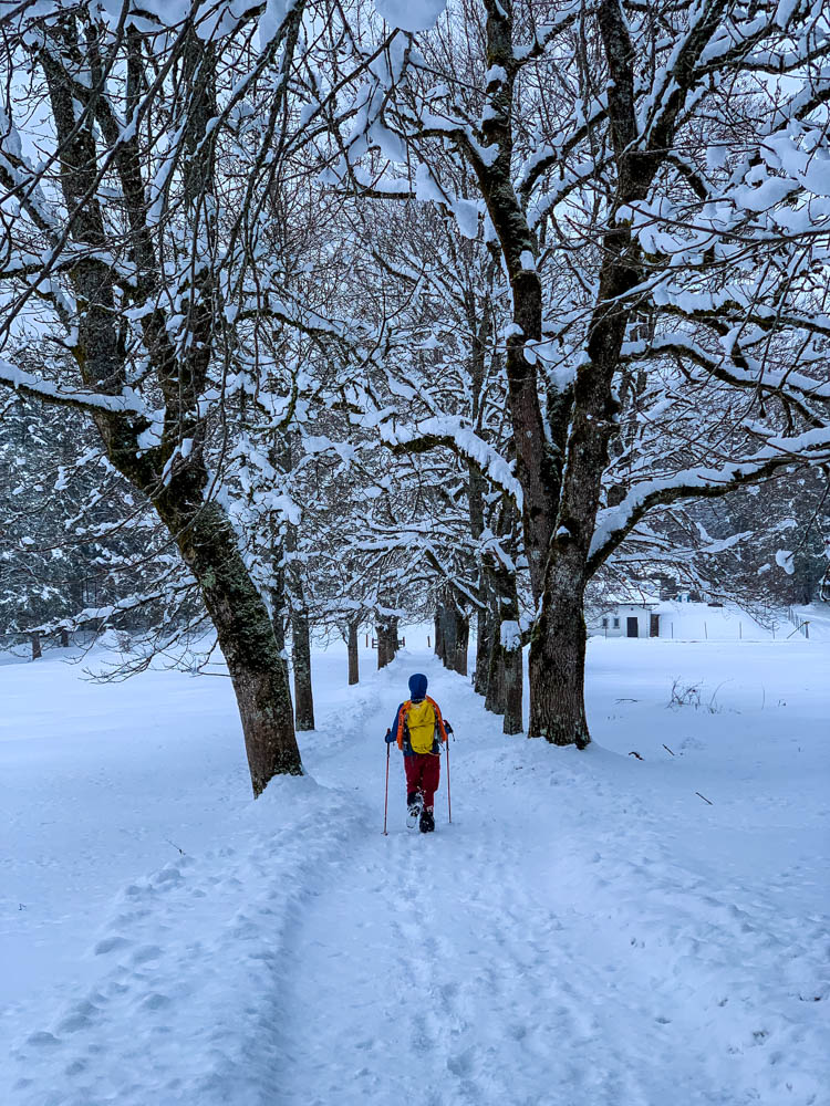 Melanie läuft auf einem Winterwanderweg durch deine Allee mit schneebedeckten Bäumen.