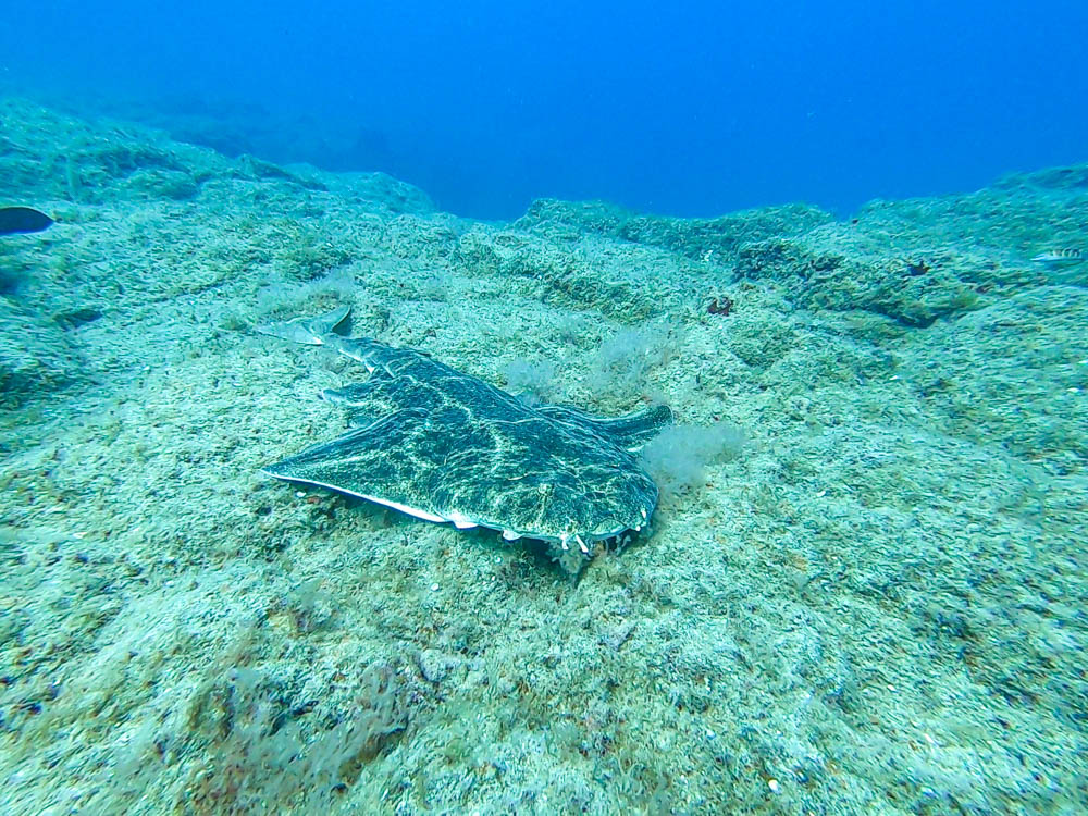 Engelhai liegend auf einem Riff - Abtauchen auf Fuerteventura