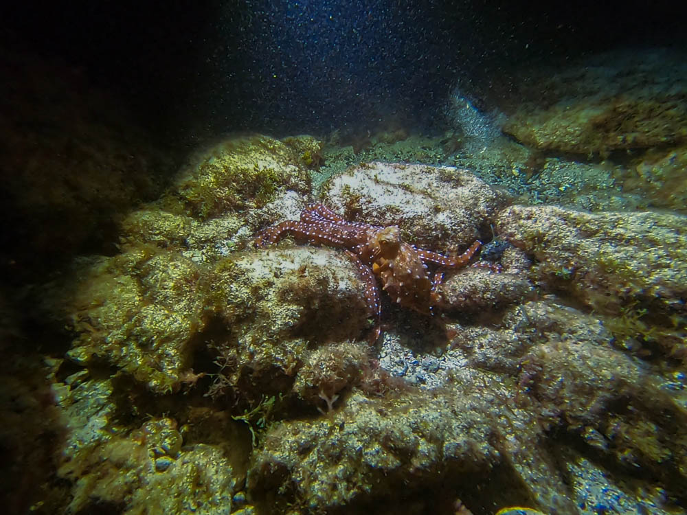 Ein großer Oktopus hat sich beim Nachttauchgang zwischen ein paar Felsen gelegt. Seine rote Farbe mit den weißen Punkten tarnen ihn nicht besonders gut auf den hellen Steinen und somit ist er gut zu erkennen mit seinen langen Armen und den großen Kopf. Abtauchen auf Fuerteventura