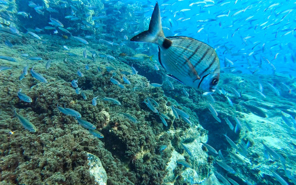 Unterwasserfoto: Es ist ein Fischschwarm zu sehen, eine Brasse sticht dabei aufgrund der Größe besonders ins Auge.