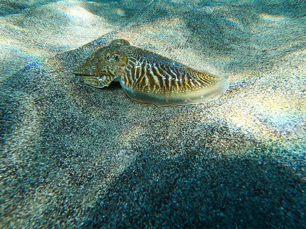 Ein Sepia/Tintenfisch schwebt über den Sand. Er trägt ein Zebra-Muster auf dem Rücken. Die großen Augen sind deutlich zu erkennen. Abtauchen auf Fuerteventura