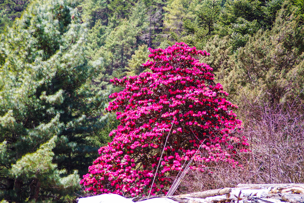 Rhododendron Baum in voller Blüte. Dahinter ist ein Wald zu sehen. Trekking Nepal Mount Everest Region