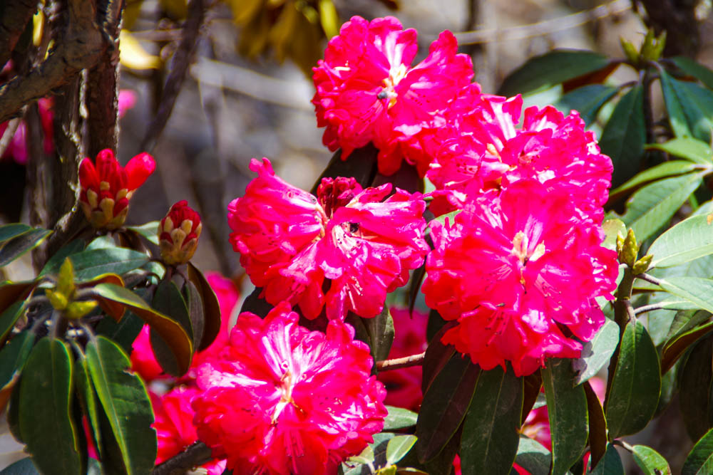 Nahaufnahme Rhododendron Blüten - Trekking Mount Everest Region
