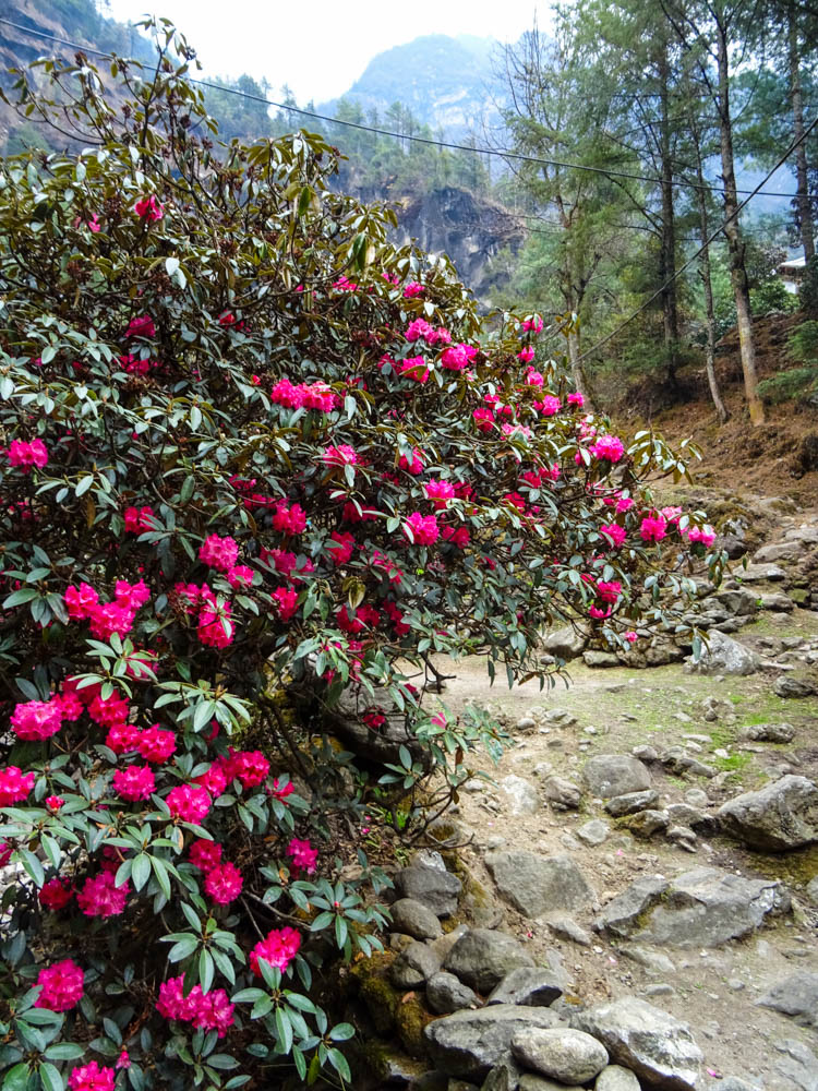 Rhododendron entlang des Weges - Trekking Mount Everest Region