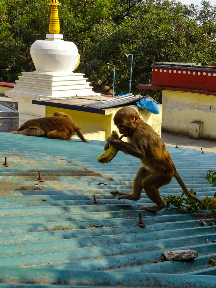 Foto von zwei Affen bei Tempelanlage Swayambhunath - Fernreise Nepal