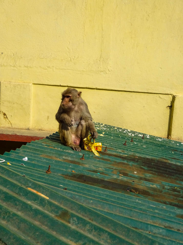 Foto von einem Affen bei Tempelanlage Swayambhunath - Fernreise Nepal