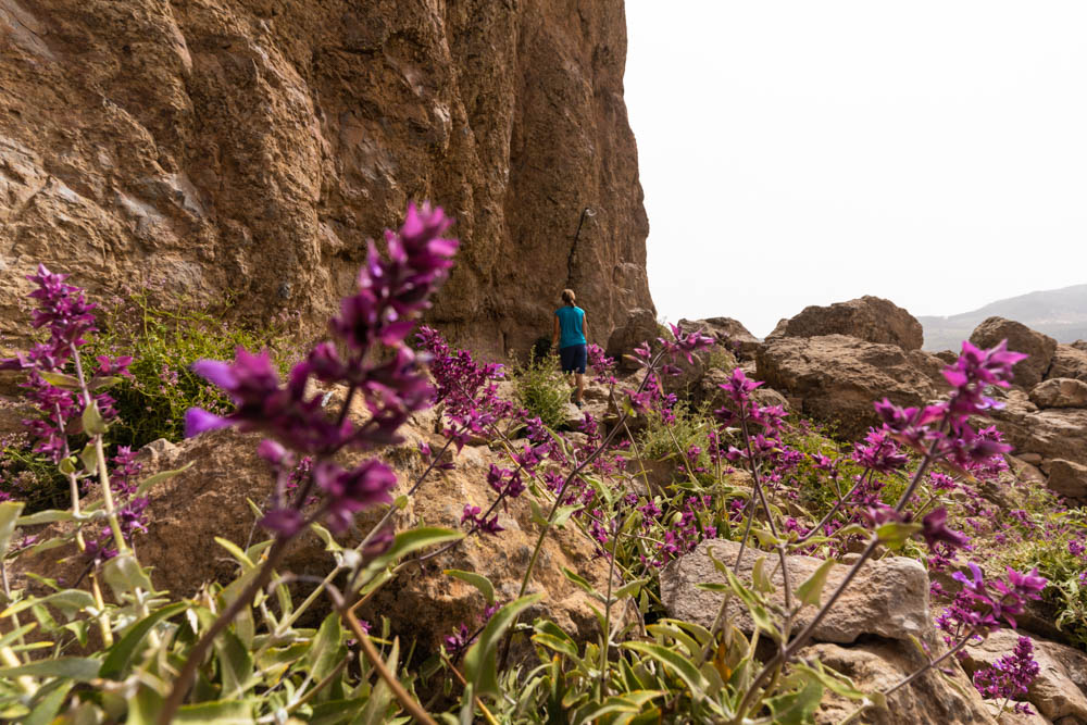 Melanie wandert um den Roque Nublo. Im Vordergrund sind lila Pflanzen zu sehen.