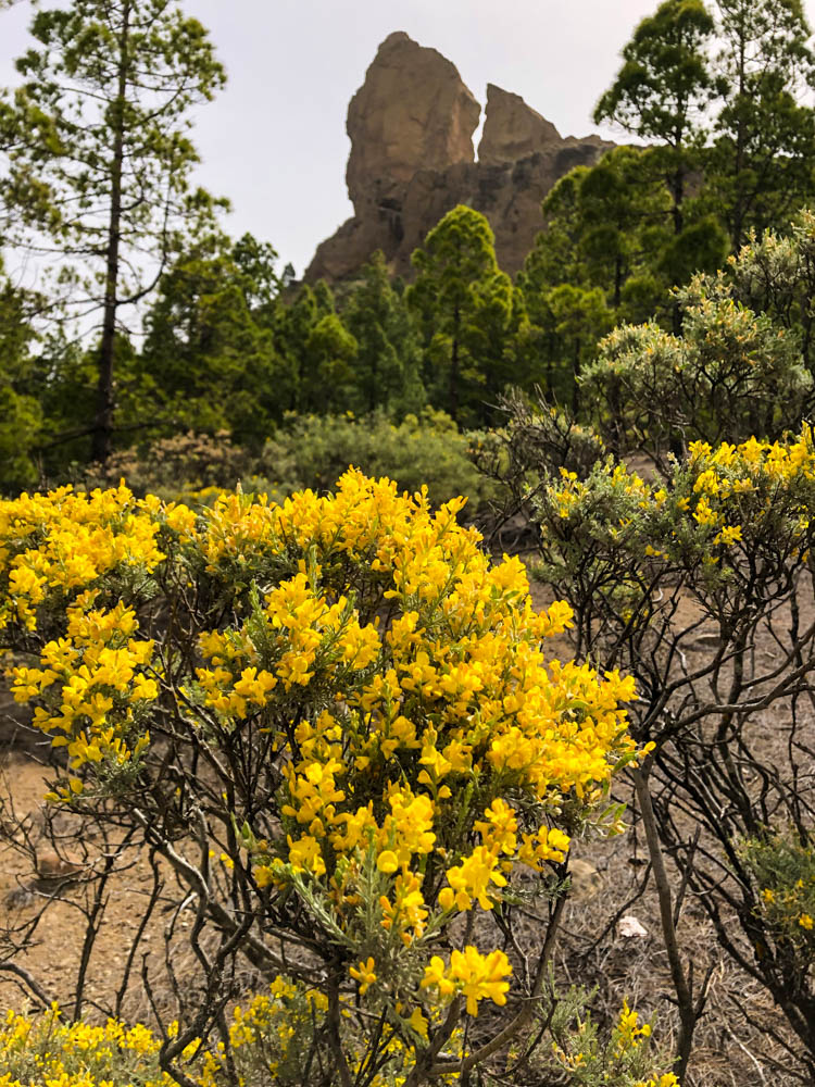 Roque Nublo - Gelbe Pflanzen sowie ein Wald im Vordergrund