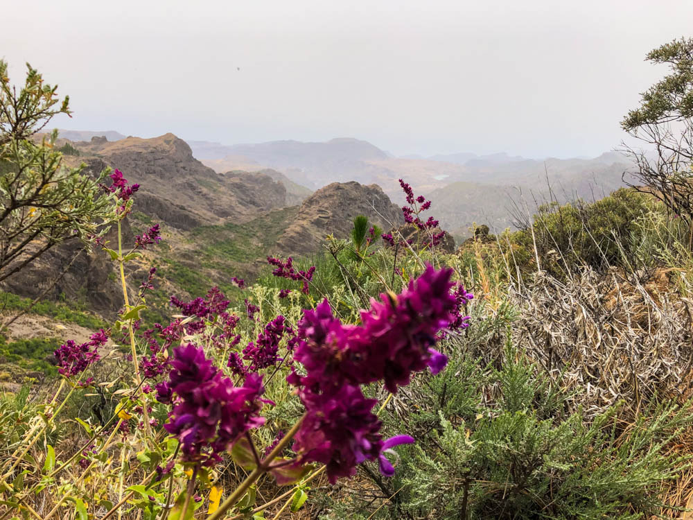 Gran Canaria Blick ins Gebirge - im Vordergrund ist viel grün und eine lila Pflanze zu sehen, im Hintergrund Berglandschaft und ein Calima trüber Himmel