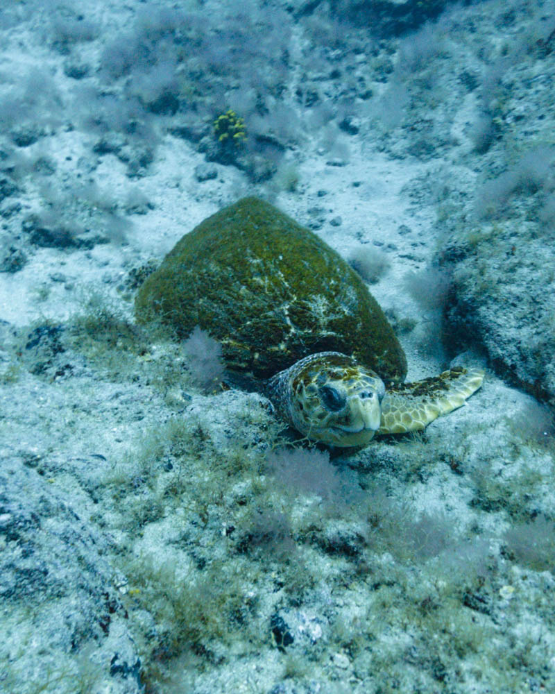 Eine Schildkröte liegt entspannt am Meeresboden und beobachtet was vor ohr passiert.