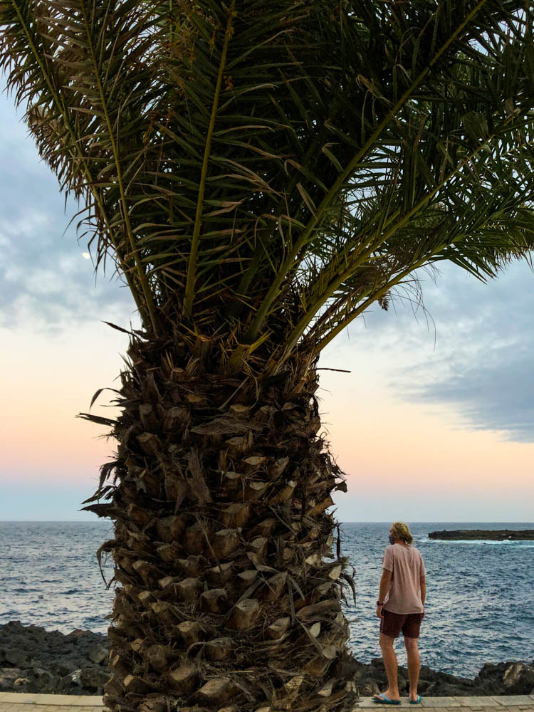 Julian steht am Atlantik und schaut aufs Wasser. Er ist allerdings nur im Hintergrund zu sehen. Der Fokus liegt auf einer Palme in der Bildmitte welche wunderschön am Wassser steht.