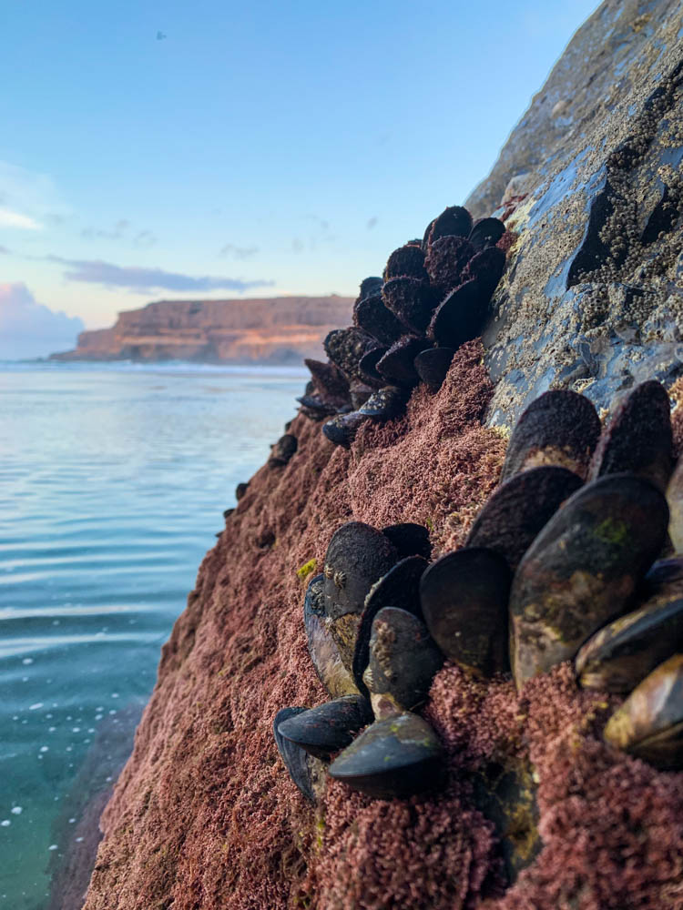 Bild von Muscheln bei Los Molinos. Die Muscheln hängen an der Wand und es ist der Atlantik zu sehen. Fuerteventura entdecken - Höhenforscher