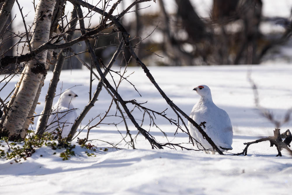Schneehühner im Abisko Nationalpark Schweden