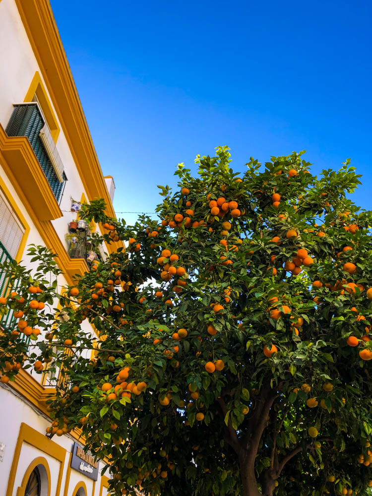 Innenstadt Cadiz. Es ist ein Orangenbaum zu sehen sowie der strahlend blaue Himmel.