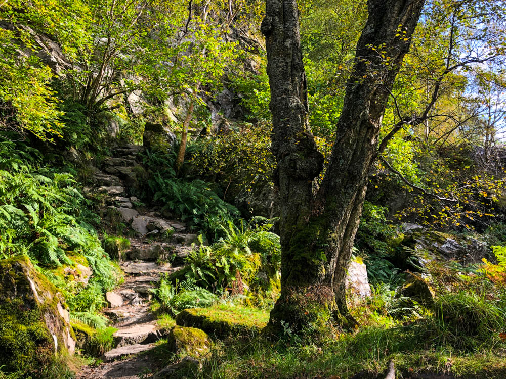Schottland - Steinstufen in Wald, verschiedene grün-töne.