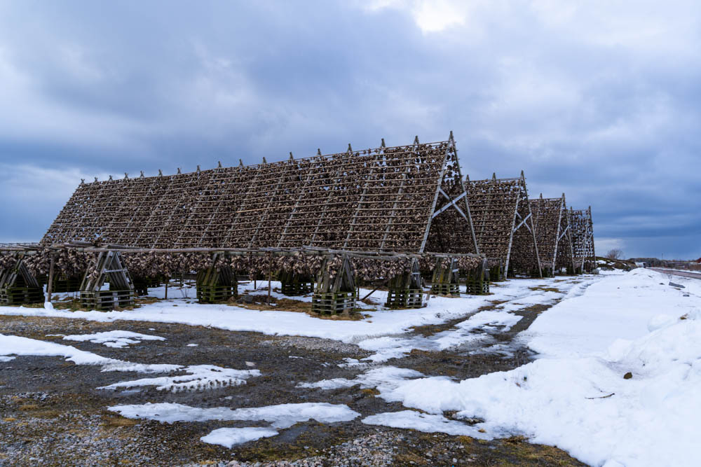 Stockfisch in Laukvik (Lofoten). Holzgestelle voller Fisch im April