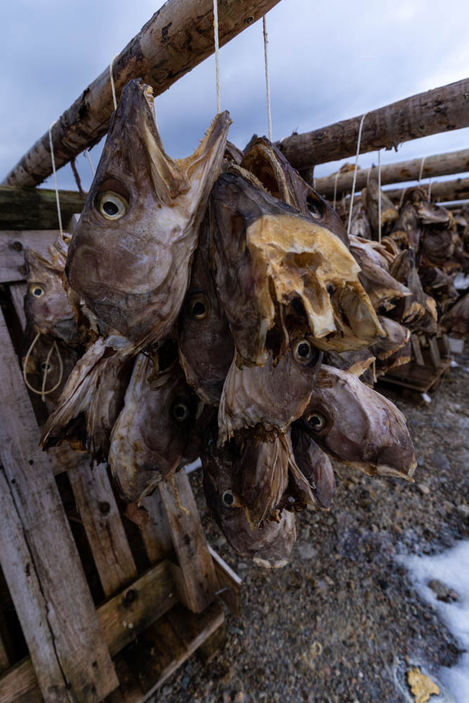 Stockfisch Lofoten Nahaufnahme - Fischköpfe hängen an Holzgestell