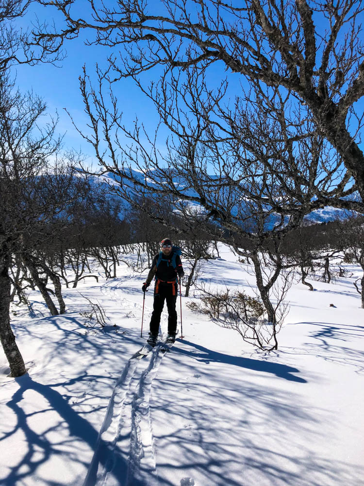 Julian im Aufstieg bei Splitboardtour durch Waldstück im Schnee. Der Himmel ist kräftig blau. Splitboarding Anfang April Nordnorwegen Sortland