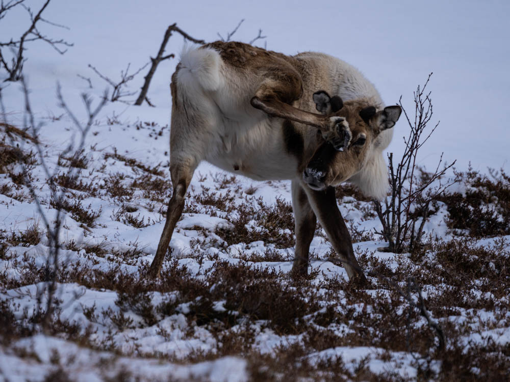 Ein Rentier steht in einer verschneiten Landschaft in Senja. Das Tier hebt das Hinterbein an die Stirn, dabei sieht man den Hintern.