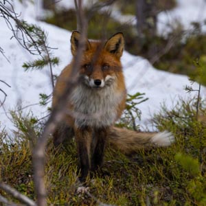 Frühling Nordschweden: Fuchs steht im Wald und blickt direkt in die Kamera. Es liegt Schnee hinter ihm