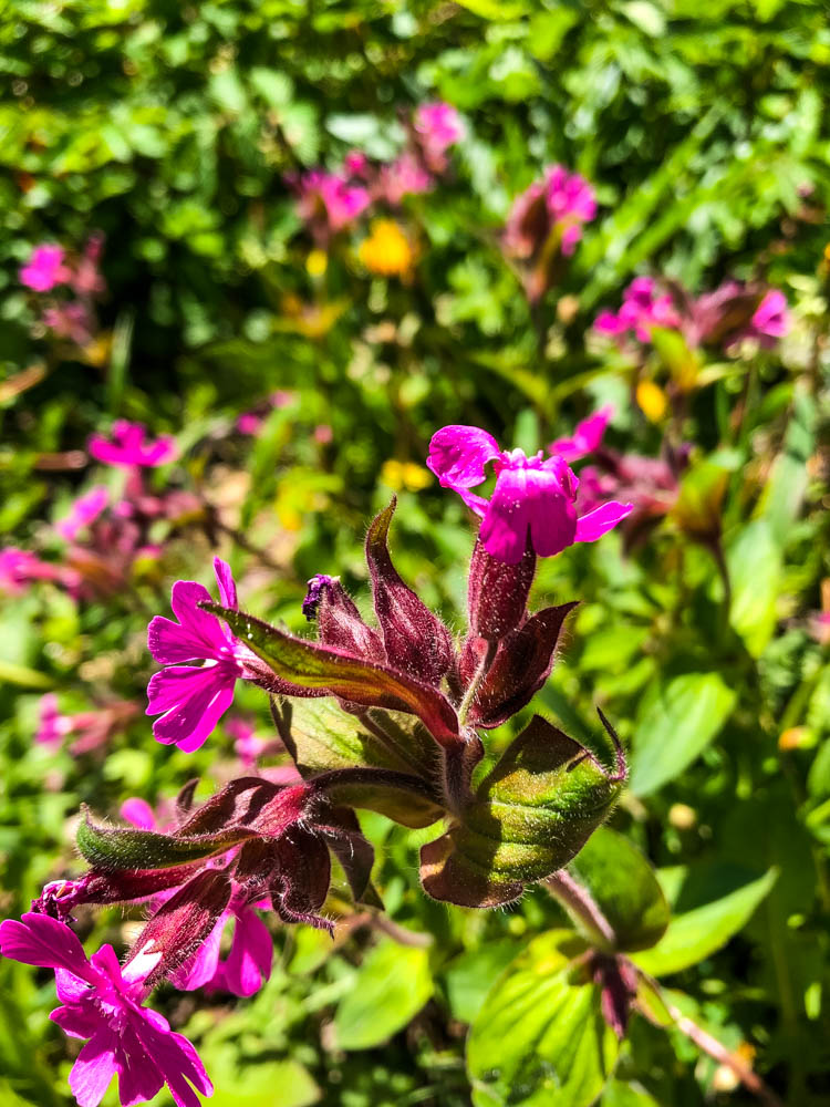Violett blühende Pflanze in Mittelschweden